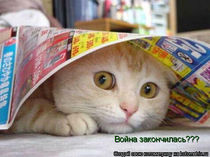 Война закончилась???... Котоматрица: Война закончилась???
