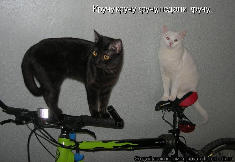 Кручу,кручу,кручу,педали кручу...... Котоматрица: Кручу,кручу,кручу,педали кручу...