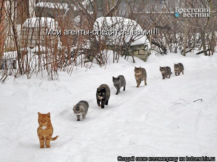 Мои агенты-следят за вами!!!... Котоматрица: Мои агенты-следят за вами!!!