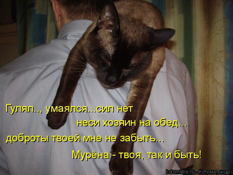 Гулял.., умаялся...сил нет неси хозяин на обед... доброты твоей мне не забыть... Мурёна - твоя, так и... Котоматрица: Гулял.., умаялся...сил нет неси хозяин на обед... доброты твоей мне не забыть... Мурёна - твоя, так и быть!