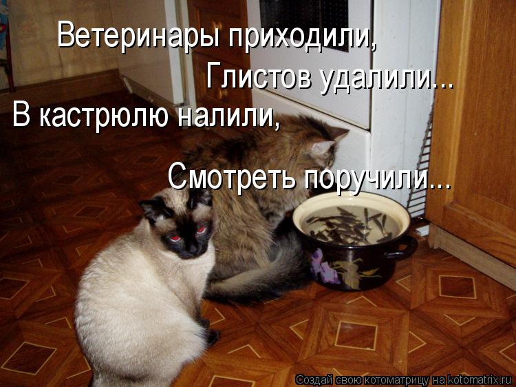 Ветеринары приходили, Глистов удалили... В кастрюлю налили, Смотреть поручили...... Котоматрица: Ветеринары приходили, Глистов удалили... В кастрюлю налили, Смотреть поручили...