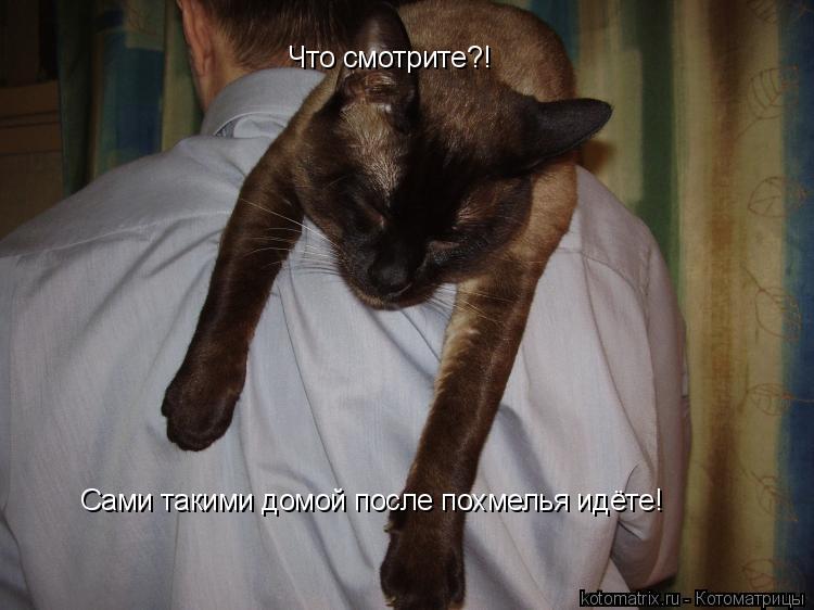 Что смотрите?! Сами такими домой после похмелья идёте!... Котоматрица: Что смотрите?! Сами такими домой после похмелья идёте!