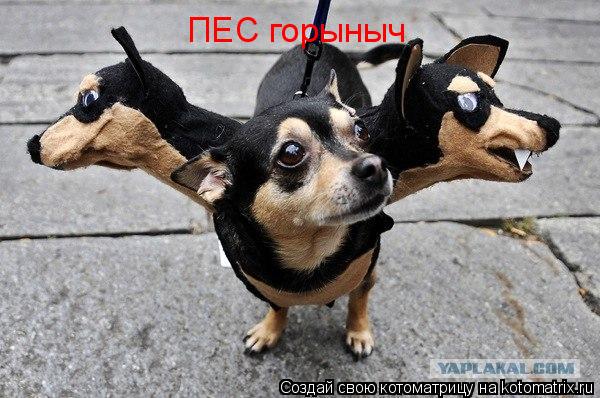 ПЕС горыныч... Котоматрица: ПЕС горыныч