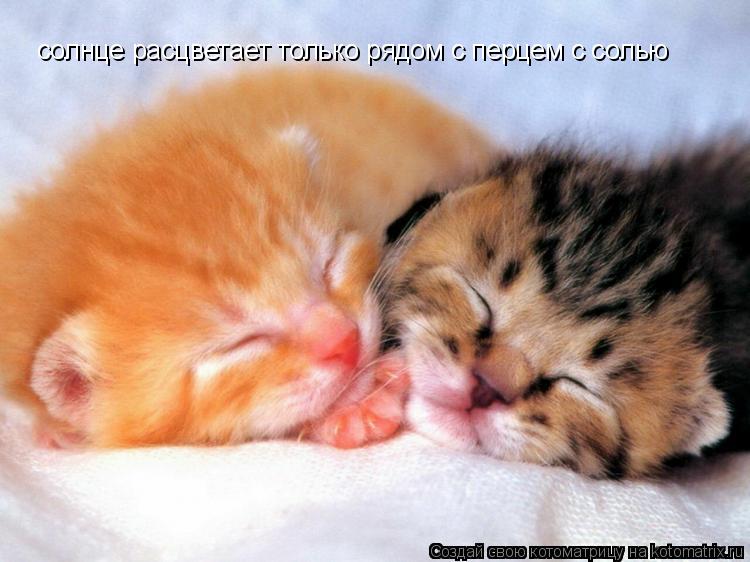 солнце расцветает только рядом с перцем с солью... Котоматрица: солнце расцветает только рядом с перцем с солью