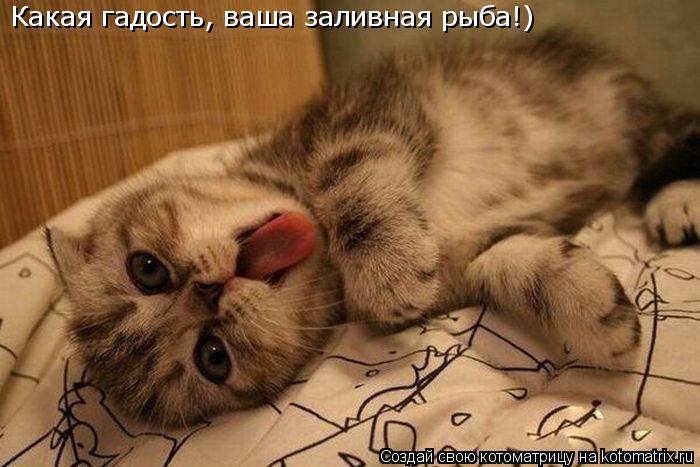 Какая гадость, ваша заливная рыба!)... Котоматрица: Какая гадость, ваша заливная рыба!)