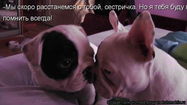 -Мы скоро расстанемся с тобой, сестричка. Но я тебя буду помнить всегда! помнить всегда!... Котоматрица: -Мы скоро расстанемся с тобой, сестричка. Но я тебя буду помнить всегда! помнить всегда!