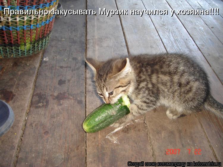 Правильно закусывать Мурзик научился у хозяина!!!!... Котоматрица: Правильно закусывать Мурзик научился у хозяина!!!!