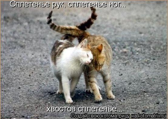 Сплетенье рук, сплетенье ног... хвостов сплетенье...... Котоматрица: Сплетенье рук, сплетенье ног... хвостов сплетенье...