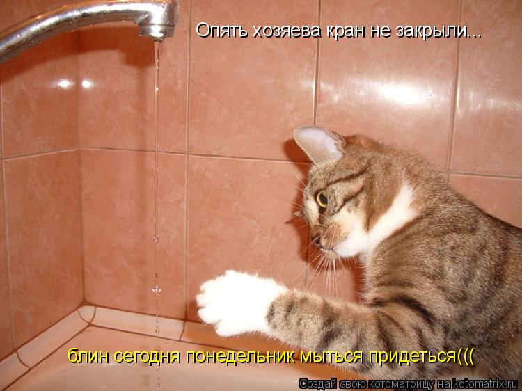 Опять хозяева кран не закрыли... блин сегодня понедельник мыться придеться(((... Котоматрица: Опять хозяева кран не закрыли... блин сегодня понедельник мыться придеться(((