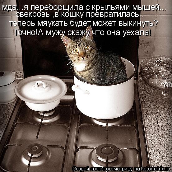 мда...я переборщила с крыльями мышей... свекровь ,в кошку превратилась.. теперь мяукать будет,может в... Котоматрица: мда...я переборщила с крыльями мышей... свекровь ,в кошку превратилась.. теперь мяукать будет,может выкинуть? Точно!А мужу скажу что она уехал
