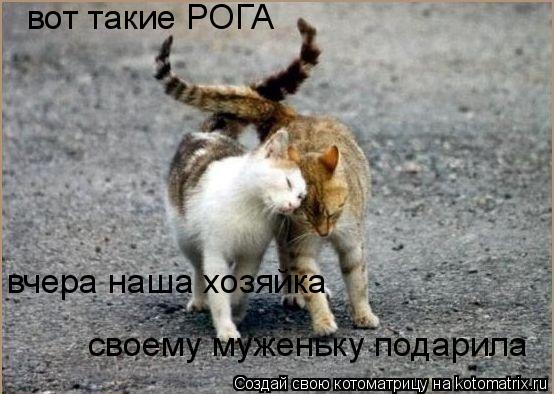 вот такие РОГА вчера наша хозяйка своему муженьку подарила... Котоматрица: вот такие РОГА вчера наша хозяйка своему муженьку подарила