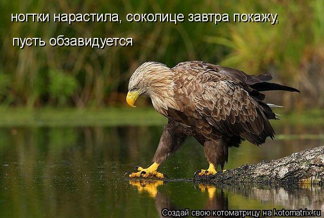 ногтки нарастила, соколице завтра покажу, пусть обзавидуется... Котоматрица: ногтки нарастила, соколице завтра покажу, пусть обзавидуется