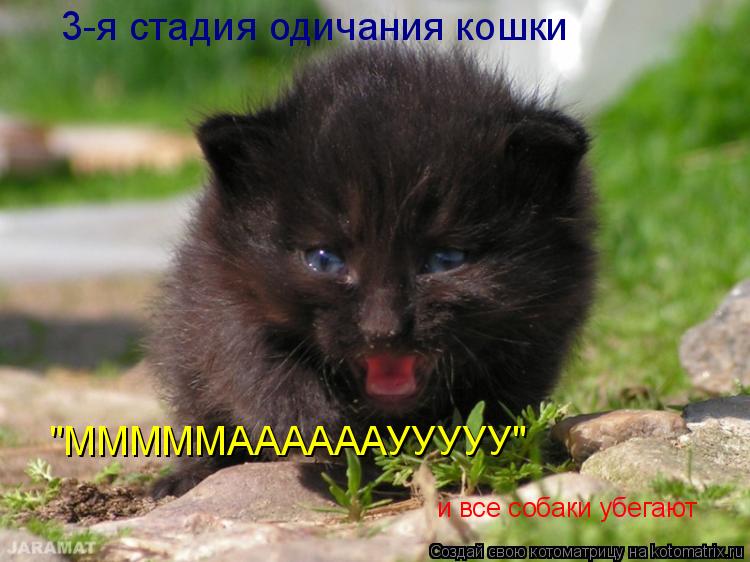 3-я стадия одичания кошки "МММММААААААУУУУУ" и все собаки убегают... Котоматрица: 3-я стадия одичания кошки "МММММААААААУУУУУ" и все собаки убегают