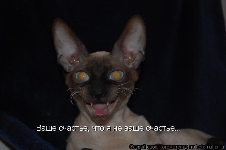 Ваше счастье, что я не ваше счастье...... Котоматрица: Ваше счастье, что я не ваше счастье...