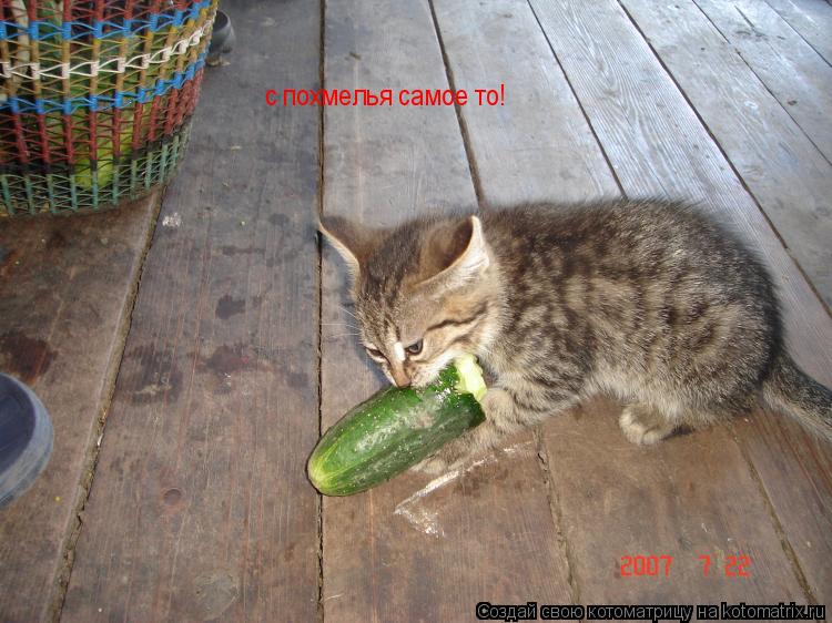 с похмелья самое то!... Котоматрица: с похмелья самое то!