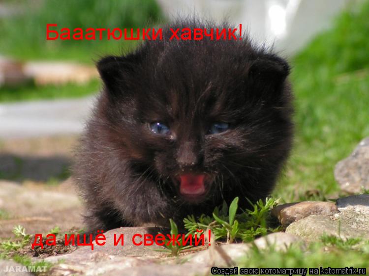 Бааатюшки хавчик! да ищё и свежий!... Котоматрица: Бааатюшки хавчик! да ищё и свежий!