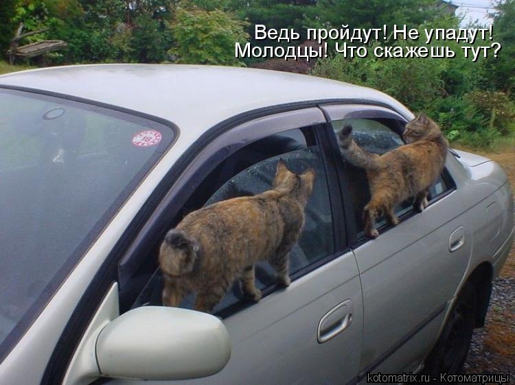 Ведь пройдут! Не упадут! Молодцы! Что скажешь тут?... Котоматрица: Ведь пройдут! Не упадут! Молодцы! Что скажешь тут?