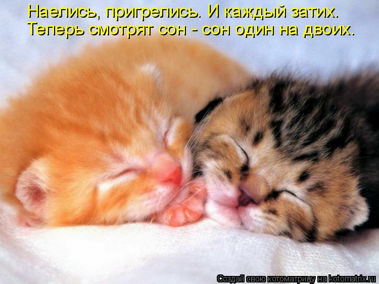 Котоматрица: Наелись, пригрелись. И каждый затих. Теперь смотрят сон - сон один на двоих.