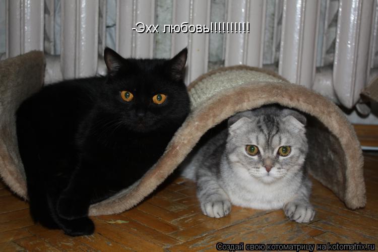 -Эхх любовь!!!!!!!!!!... Котоматрица: -Эхх любовь!!!!!!!!!!