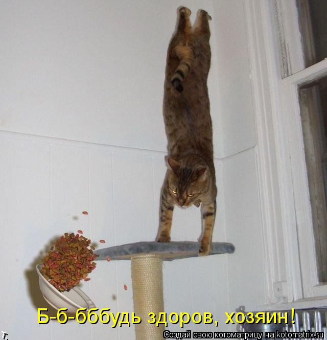 Б-б-бббудь здоров, хозяин!... Котоматрица: Б-б-бббудь здоров, хозяин!