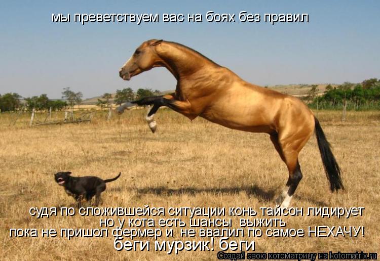 мы преветствуем вас на боях без правил но у кота есть шансы выжить беги мурзик! беги судя по сложивш... Котоматрица: мы преветствуем вас на боях без правил но у кота есть шансы выжить беги мурзик! беги судя по сложившейся ситуации конь тайсон лидирует пока
