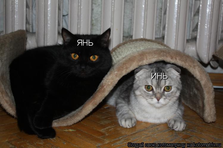 ЯНЬ ИНЬ... Котоматрица: ЯНЬ ИНЬ