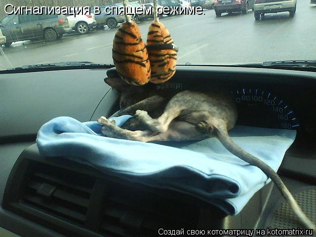 Сигнализация в спящем режиме.... Котоматрица: Сигнализация в спящем режиме.