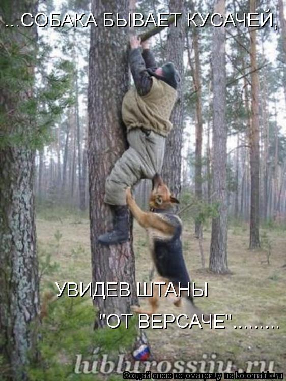 Котоматрица: ...СОБАКА БЫВАЕТ КУСАЧЕЙ, УВИДЕВ ШТАНЫ "ОТ ВЕРСАЧЕ".........