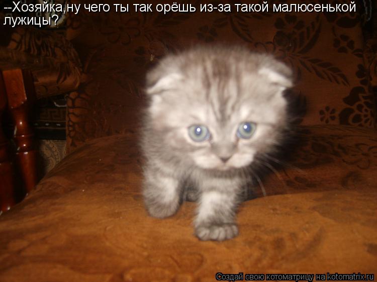 --Хозяйка,ну чего ты так орёшь из-за такой малюсенькой лужицы?... Котоматрица: --Хозяйка,ну чего ты так орёшь из-за такой малюсенькой лужицы?
