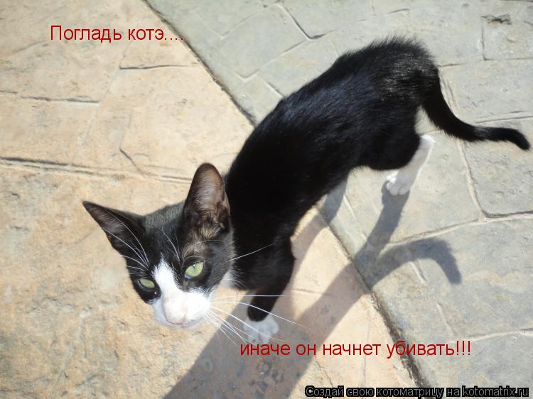 Погладь котэ.... иначе он начнет убивать!!!... Котоматрица: Погладь котэ.... иначе он начнет убивать!!!