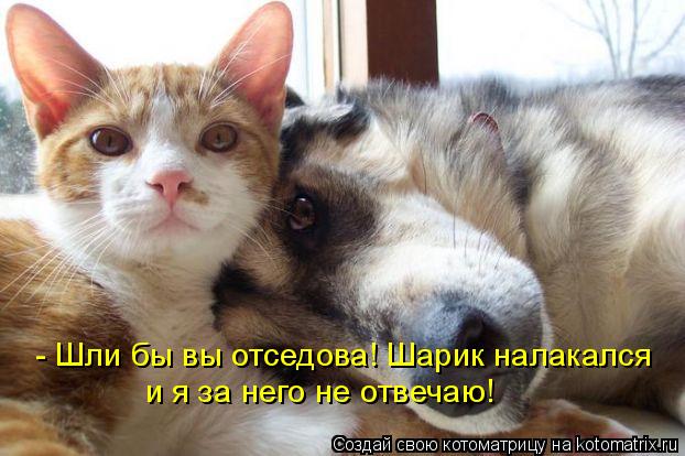 - Шли бы вы отседова! Шарик налакался и я за него не отвечаю!... Котоматрица: - Шли бы вы отседова! Шарик налакался и я за него не отвечаю!