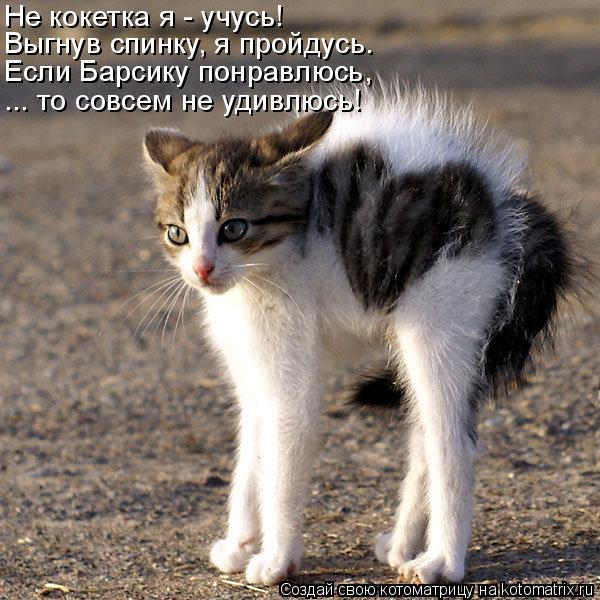 Не кокетка я - учусь! Выгнув спинку, я пройдусь. Если Барсику понравлюсь, ... то совсем не удивлюсь!... Котоматрица: Не кокетка я - учусь! Выгнув спинку, я пройдусь. Если Барсику понравлюсь, ... то совсем не удивлюсь!