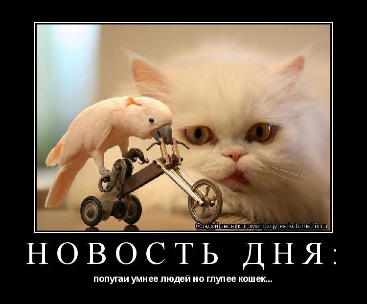 НОВОСТЬ ДНЯ: попугаи умнее людей но глупее кошек...... Котоматрица: НОВОСТЬ ДНЯ: попугаи умнее людей но глупее кошек...