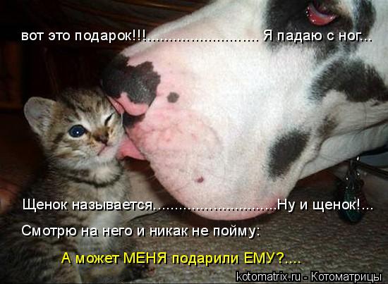 вот это подарок!!!.......................... Я падаю с ног... Щенок называется.......................... Котоматрица: вот это подарок!!!.......................... Я падаю с ног... Щенок называется.............................Ну и щенок!... Смотрю на него и никак не по