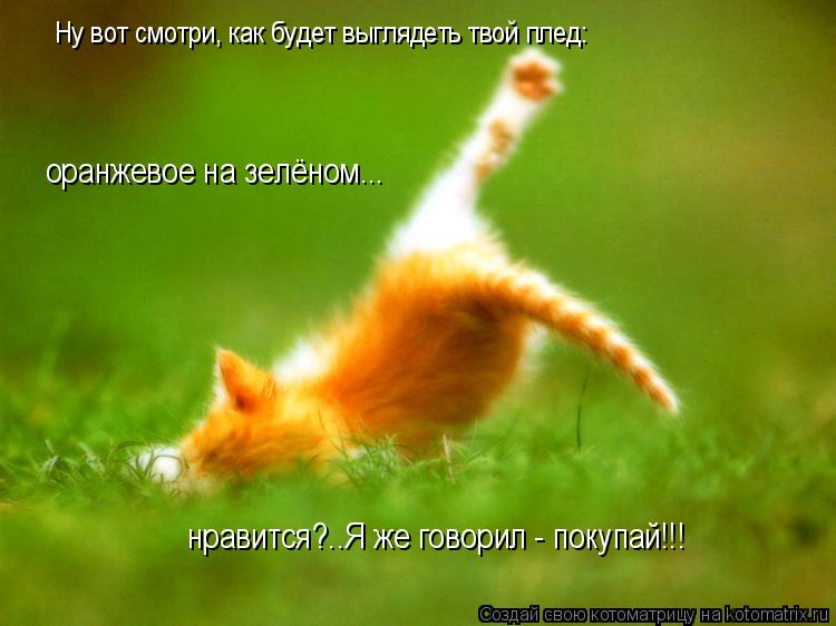 Ну вот смотри, как будет выглядеть твой плед: оранжевое на зелёном... нравится?..Я же говорил - покуп... Котоматрица: Ну вот смотри, как будет выглядеть твой плед: оранжевое на зелёном... нравится?..Я же говорил - покупай!!!