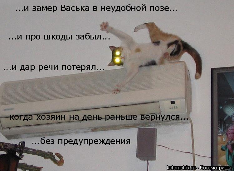 ...и про шкоды забыл... ...и замер Васька в неудобной позе... ...и дар речи потерял... когда хозяин н... Котоматрица: ...и про шкоды забыл... ...и замер Васька в неудобной позе... ...и дар речи потерял... когда хозяин на день раньше вернулся... ...без предупреждения