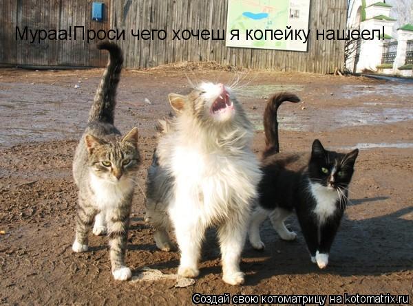Мураа!Проси чего хочеш я копейку нашеел!... Котоматрица: Мураа!Проси чего хочеш я копейку нашеел!