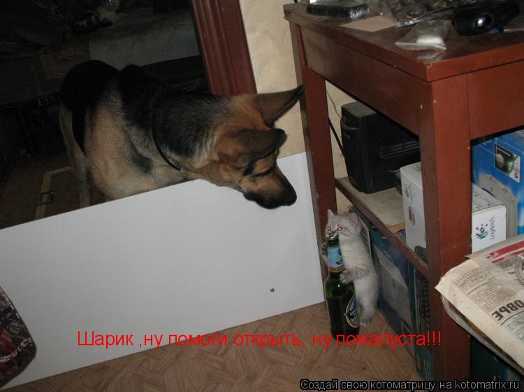 Шарик ,ну помоги открыть, ну пожалуста!!!... Котоматрица: Шарик ,ну помоги открыть, ну пожалуста!!!