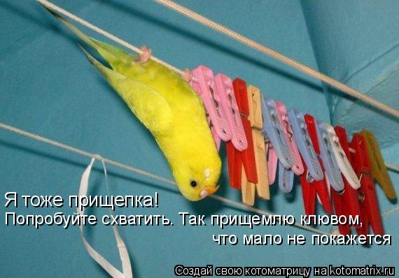 Я тоже прищепка! Попробуйте схватить. Так прищемлю клювом, что мало не покажется... Котоматрица: Я тоже прищепка! Попробуйте схватить. Так прищемлю клювом, что мало не покажется