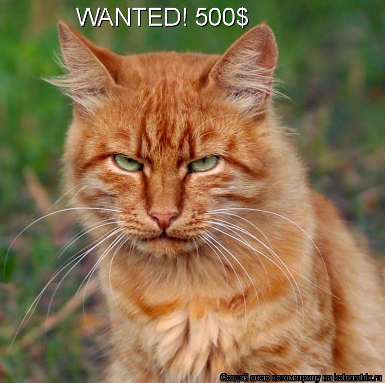 WANTED! 500$... Котоматрица: WANTED! 500$