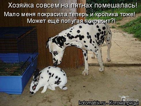 Хозяйка совсем на пятнах помешалась! Мало меня покрасила,теперь и кролика тоже! Может ещё попугая пок... Котоматрица: Хозяйка совсем на пятнах помешалась! Мало меня покрасила,теперь и кролика тоже! Может ещё попугая покрасит?!