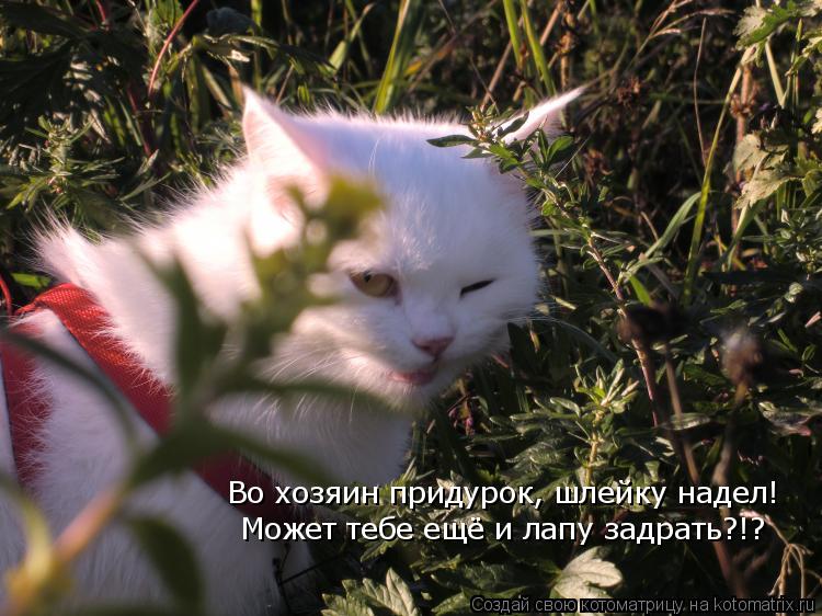Во хозяин придурок, шлейку надел! Может тебе ещё и лапу задрать?!?... Котоматрица: Во хозяин придурок, шлейку надел! Может тебе ещё и лапу задрать?!?