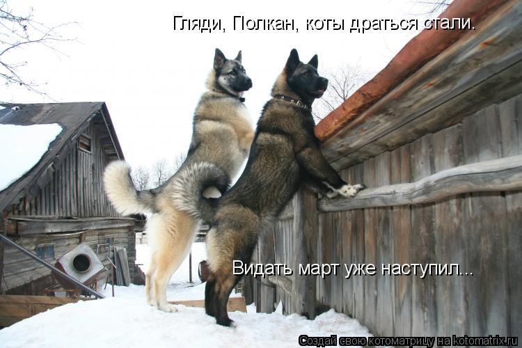 Гляди, Полкан, коты драться стали. Видать март уже наступил...... Котоматрица: Гляди, Полкан, коты драться стали. Видать март уже наступил...