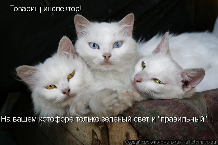 Товарищ инспектор! На вашем котофоре только зеленый свет и "правильный"...... Котоматрица: Товарищ инспектор! На вашем котофоре только зеленый свет и "правильный"...