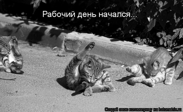 Рабочий день начался...... Котоматрица: Рабочий день начался...