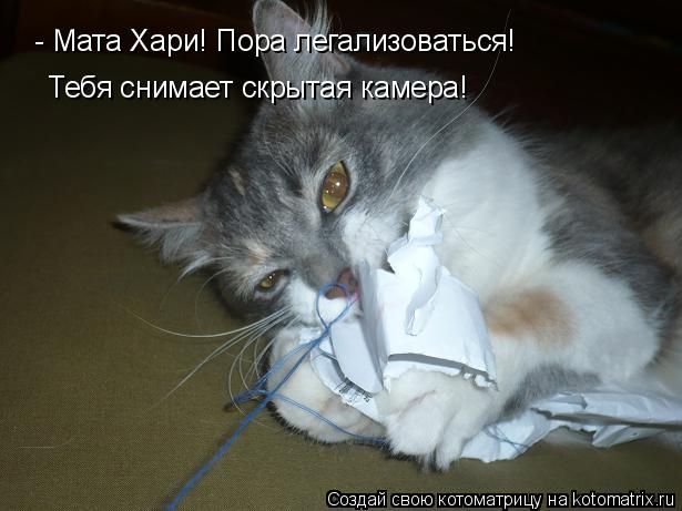 - Мата Хари! Пора легализоваться! Тебя снимает скрытая камера!... Котоматрица: - Мата Хари! Пора легализоваться! Тебя снимает скрытая камера!