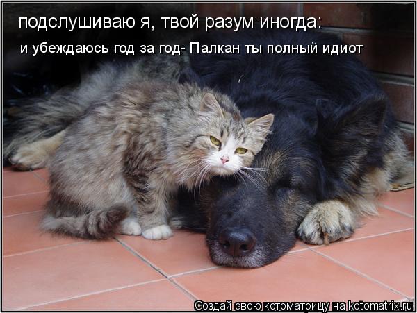 и убеждаюсь год за год- Палкан ты полный идиот подслушиваю я, твой разум иногда:... Котоматрица: и убеждаюсь год за год- Палкан ты полный идиот подслушиваю я, твой разум иногда: