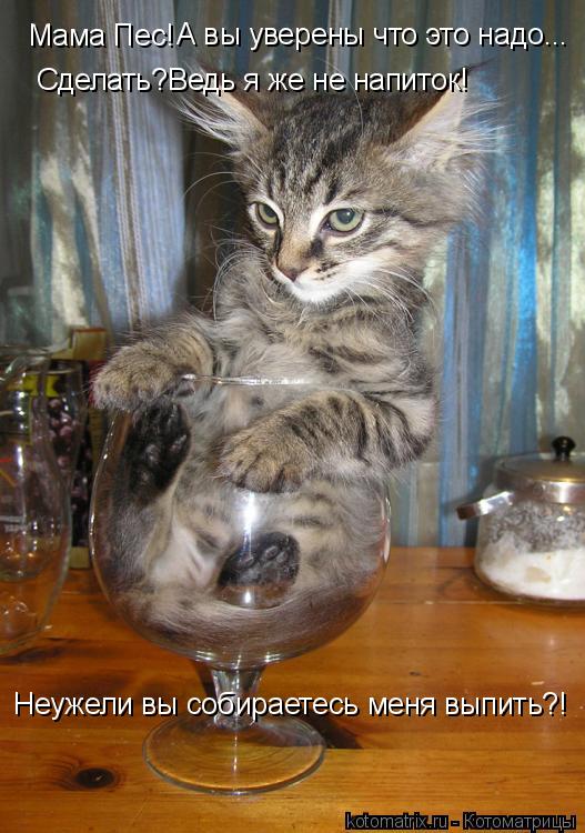 Мама Пес! А вы уверены что это надо... Сделать?Ведь я же не напиток! Неужели вы собираетесь меня вып... Котоматрица: Мама Пес! А вы уверены что это надо... Сделать?Ведь я же не напиток! Неужели вы собираетесь меня выпить?!