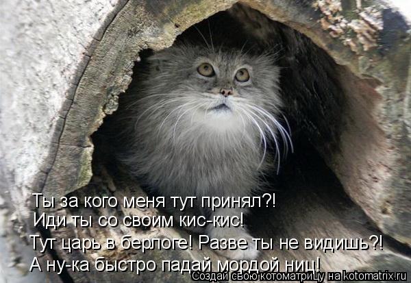 Ты за кого меня тут принял?! Иди ты со своим кис-кис! Тут царь в берлоге! Разве ты не видишь?! А ну-к... Котоматрица: Ты за кого меня тут принял?! Иди ты со своим кис-кис! Тут царь в берлоге! Разве ты не видишь?! А ну-ка быстро падай мордой ниц!