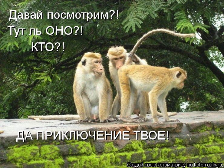 Давай посмотрим?! Тут ль ОНО?! КТО?! ДА ПРИКЛЮЧЕНИЕ ТВОЕ!... Котоматрица: Давай посмотрим?! Тут ль ОНО?! КТО?! ДА ПРИКЛЮЧЕНИЕ ТВОЕ!